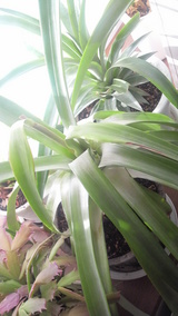 �������Ƴ������������ҳ�