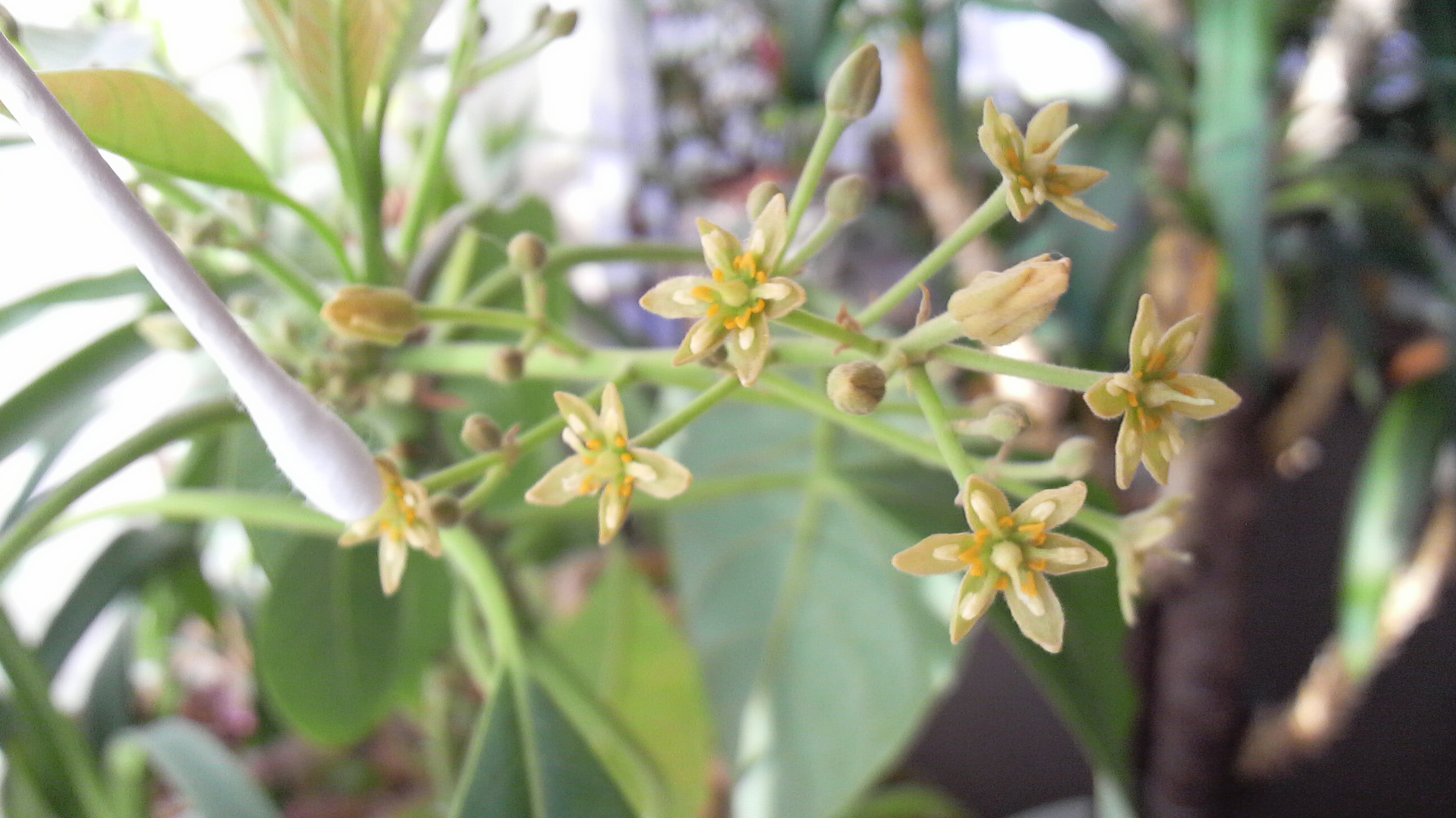 続 アボカドの花 公務員学科blog