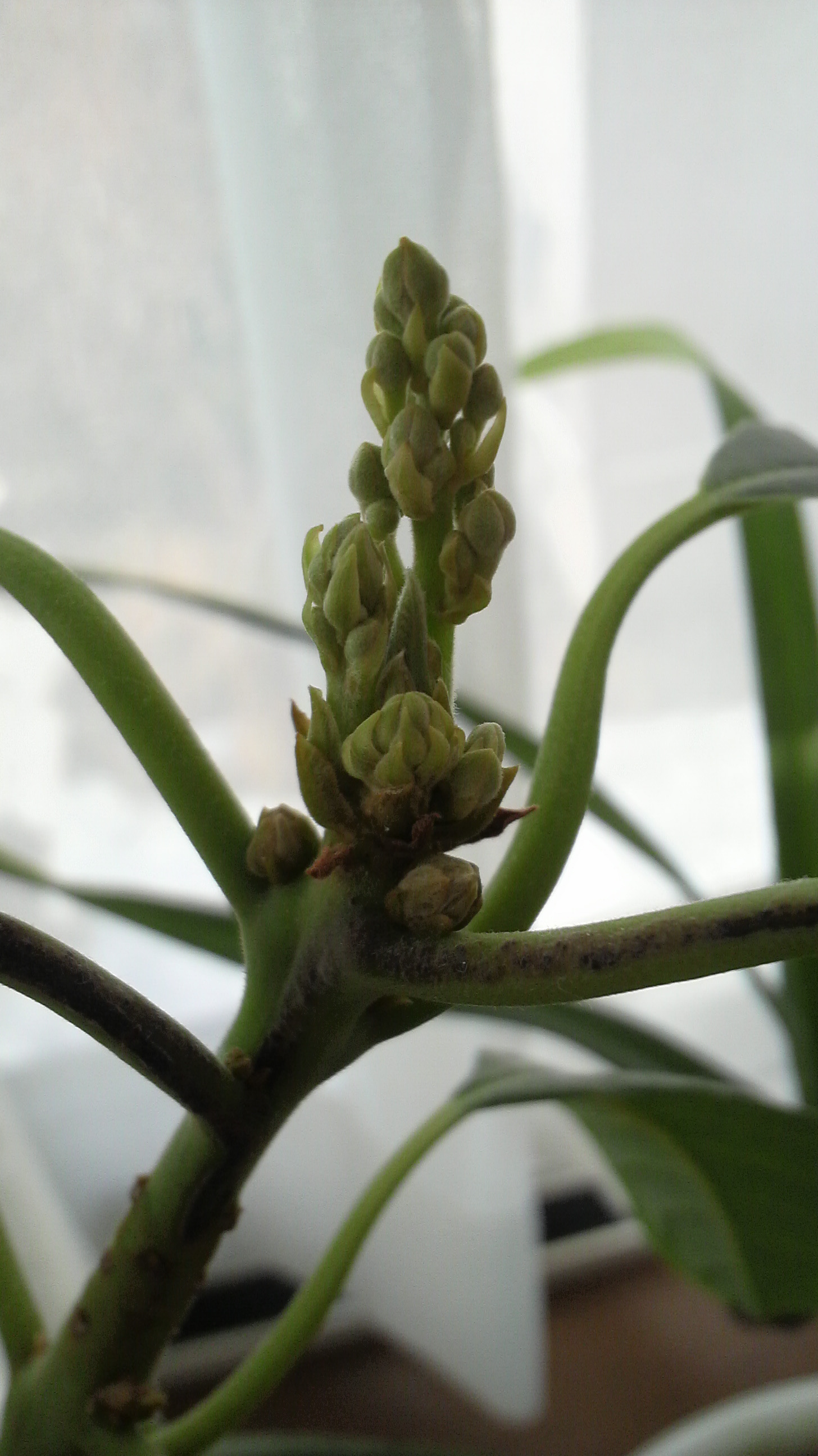 アボカドの花 公務員学科blog