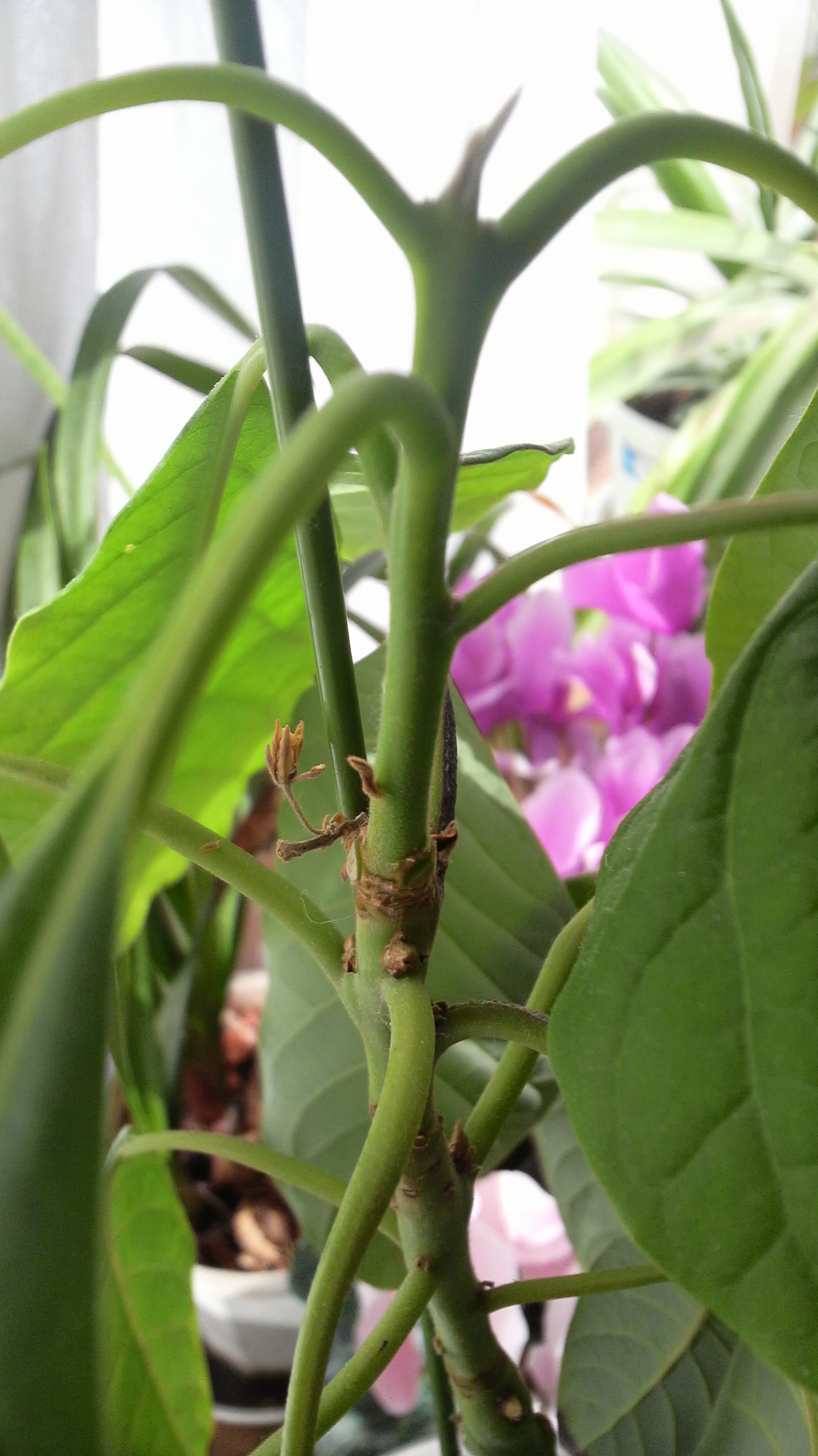 さらば アボカドの花 公務員学科blog