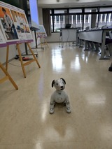 aibo