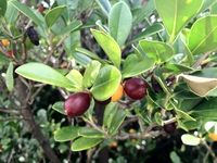 リュウキュウコクタン／樹木を覚えよう（58／全60） : 土木・造園科