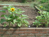 花4
