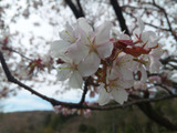 �ָ���α������3