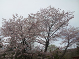 �ָ���α������2