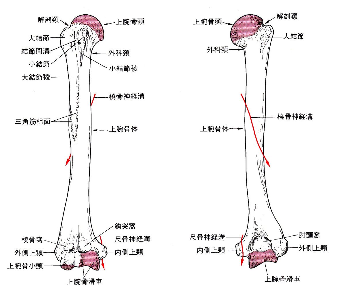 骨の勉強 柔道整復科blog 骨の勉強 柔道整復科blog