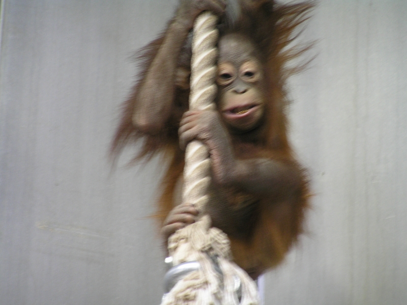 悲しい知らせです 旭山動物園の ももちゃん が亡くなりました 建築学科blog