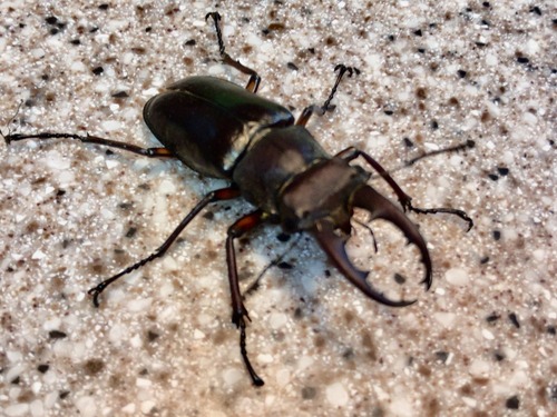 83A8938C-E3E1-42D0-A676-0F076E0B2ED1