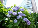 2008061618