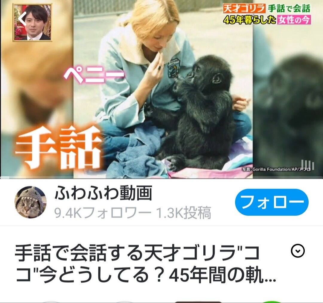 手話を覚えたゴリラの死への思い メスゴリラ ココとペニーさんの45年間 人生plus minus 1 霊感持ちのアスペルガー 手話を覚えたゴリラの死への思い メスゴリラ ココとペニーさんの45年間 人生plus minus 1 霊感持ちのアスペルガー