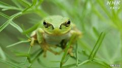 隣の庭のカエルの鳴き声は騒音か? 「自然音」と訴え退ける判決 東京