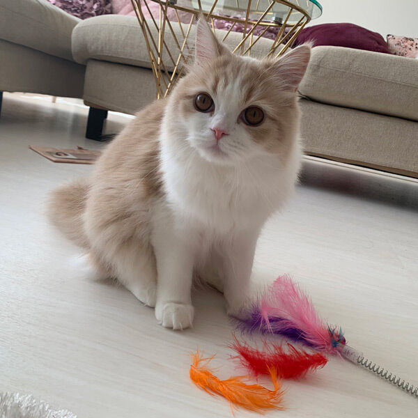 飼い主さんに目で訴える（こなつくんさん提供）