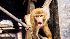 ヒトとサルの細胞あわせもつ「キメラ」 倫理的な懸念も 中国 米