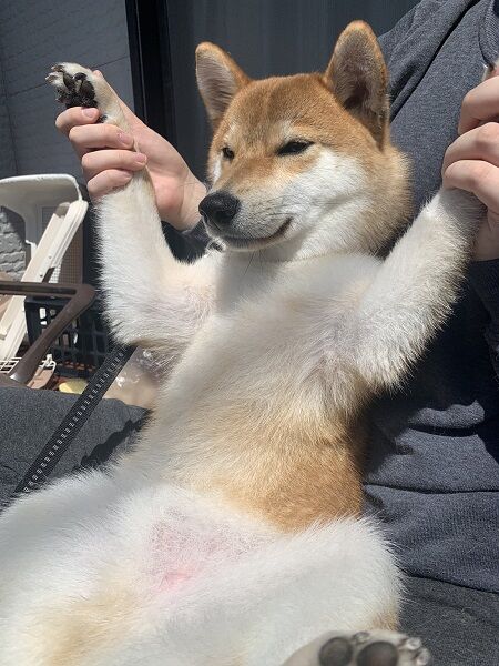 飼い主さんの膝の上でお腹を空に向けて出し、日光浴をしている力くん