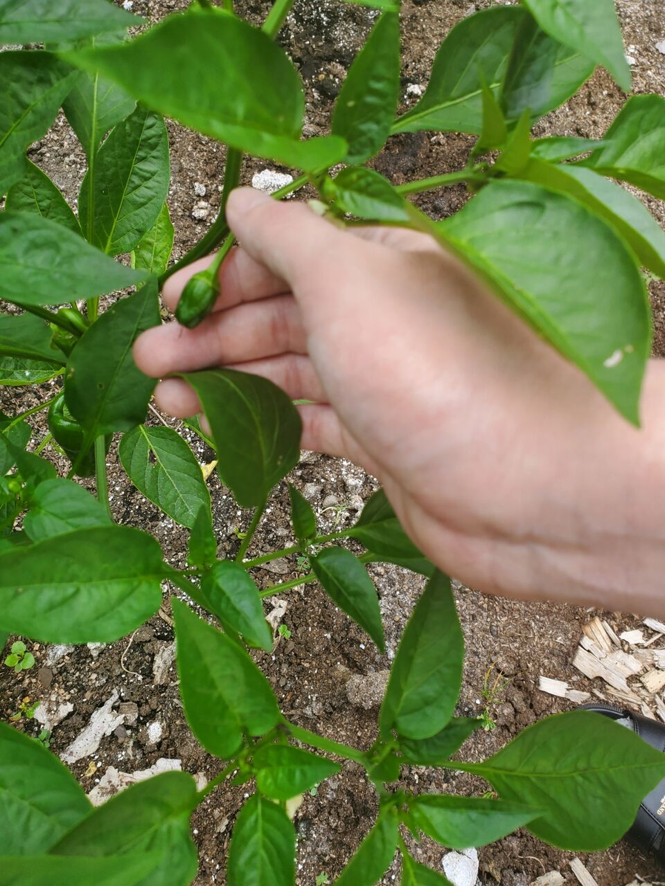 栽培 リンダのまったり趣味紀行