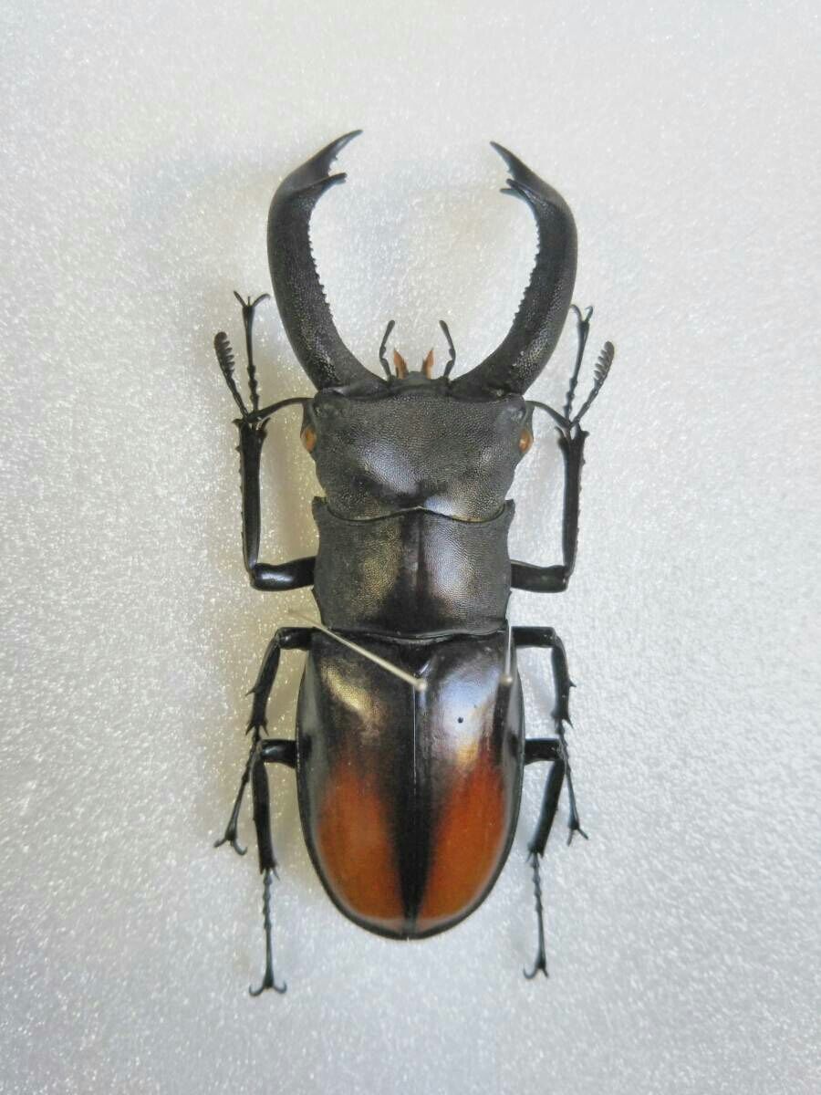 両者のいいとこ取り キルヒナーフタマタクワガタ リンダのまったり趣味紀行