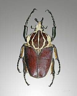 巨大ハナムグリ オオサマゴライアスオオツノハナムグリ リンダのまったり趣味紀行 巨大ハナムグリ オオサマゴライアスオオツノハナムグリ リンダのまったり趣味紀行
