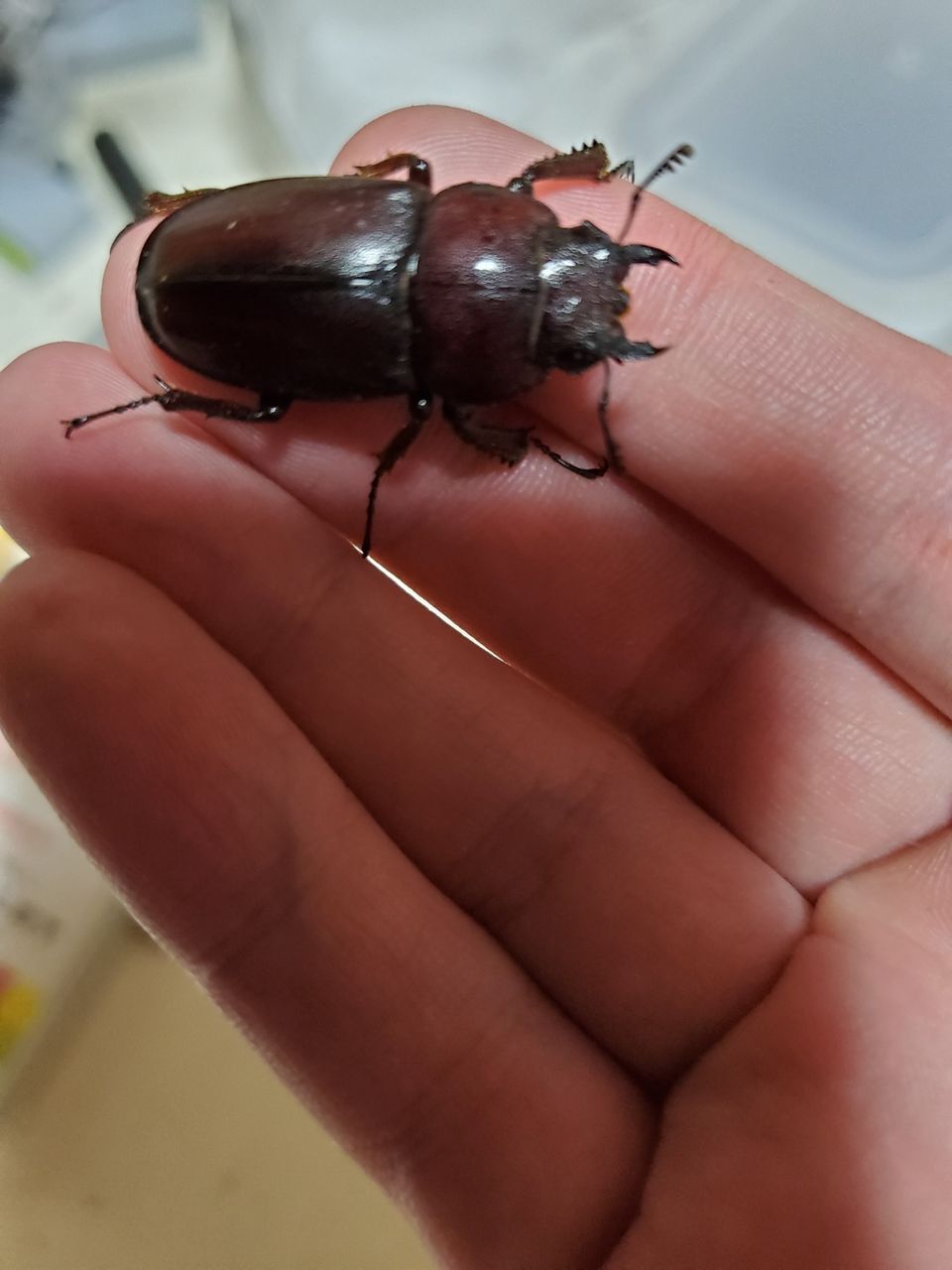 昆虫 リンダのまったり趣味紀行