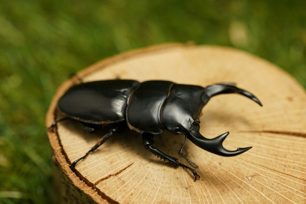 魅惑のクワガタ クルビデンスオオクワガタ リンダのまったり趣味紀行