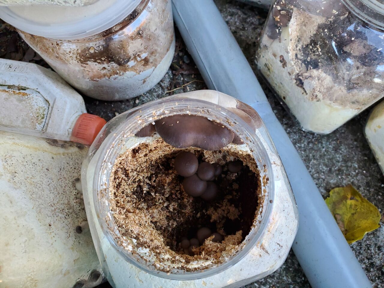 2020年12月 リンダのまったり趣味紀行