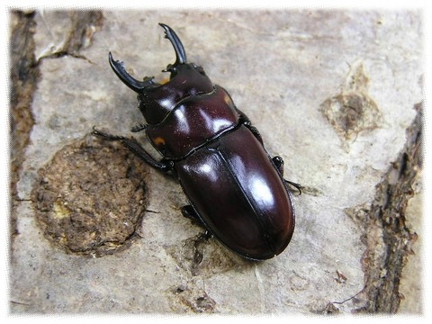 年05月 リンダのまったり趣味紀行