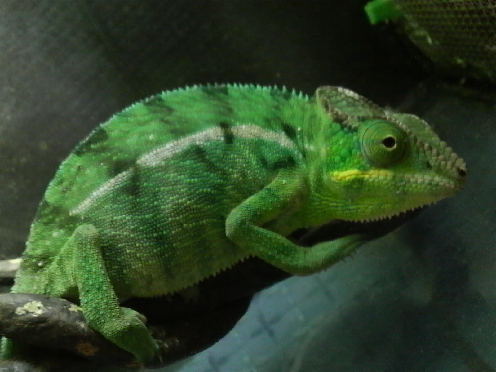 パンサーカメレオン ノシベ ３３９０