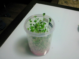 かいわれ大根 犬たろうのここ掘れワンワン