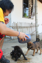 犬2