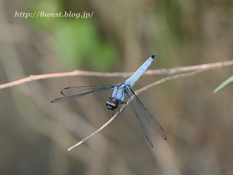 オオシオカラトンボ2