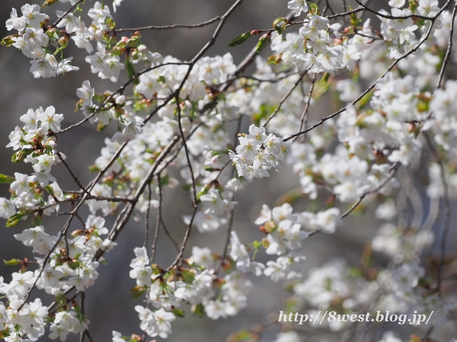 カスミザクラ2