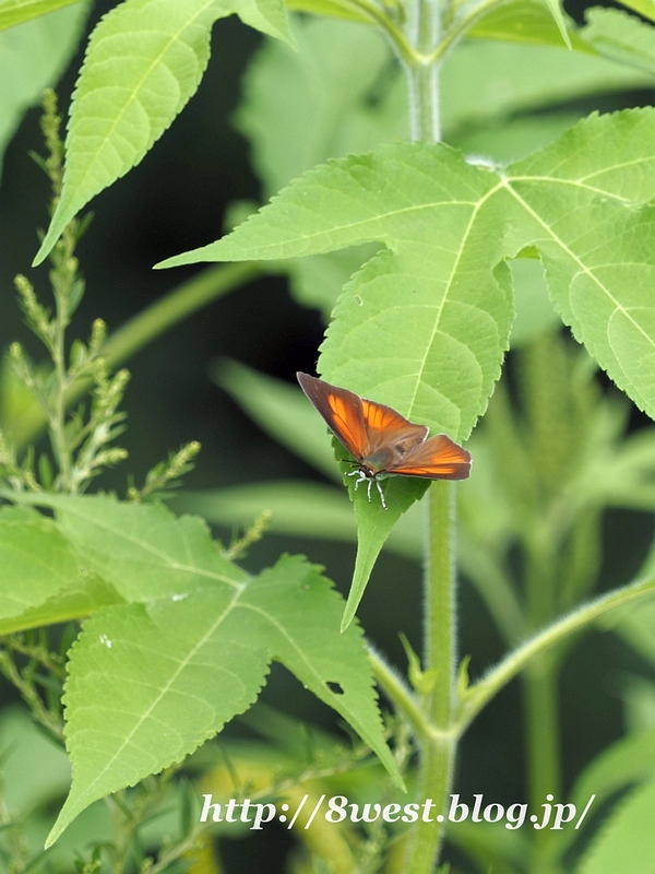 ウラギンシジミ01