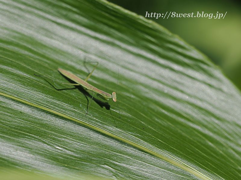 カマキリ