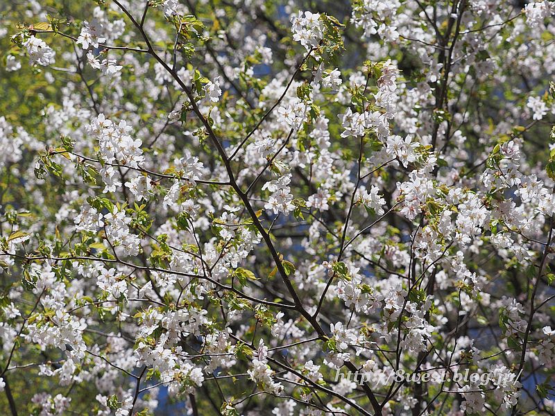 霞桜2