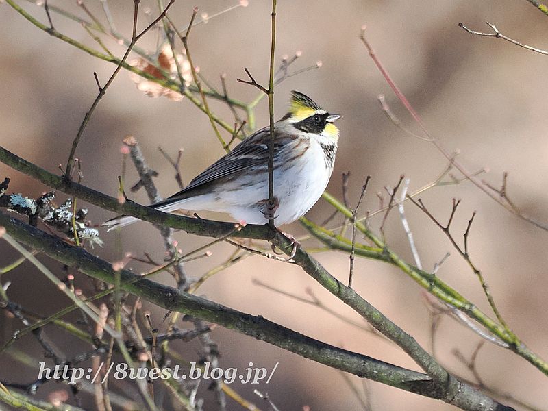 ミヤマホオジロ6