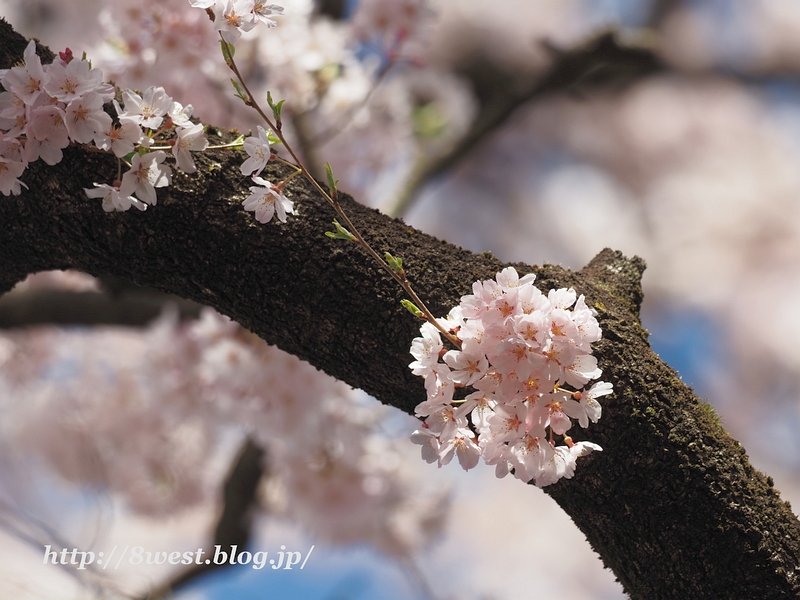 桜35