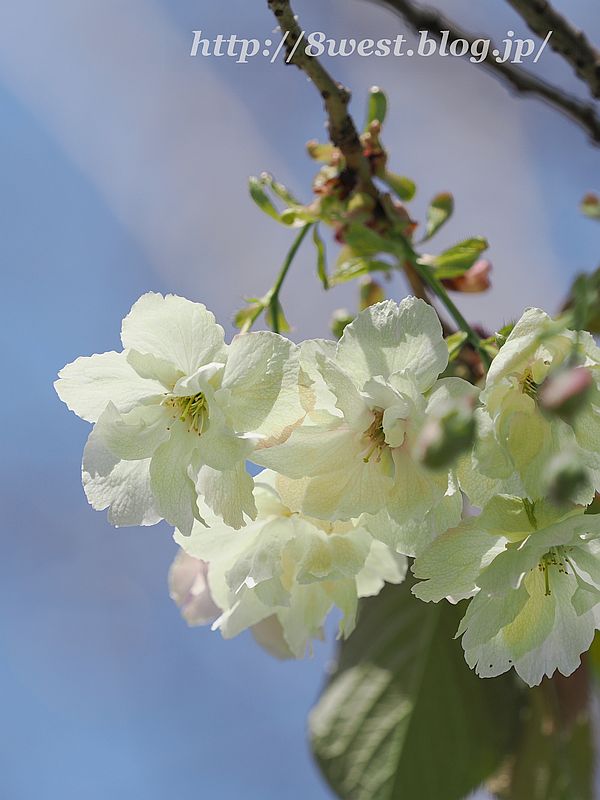 八重桜13