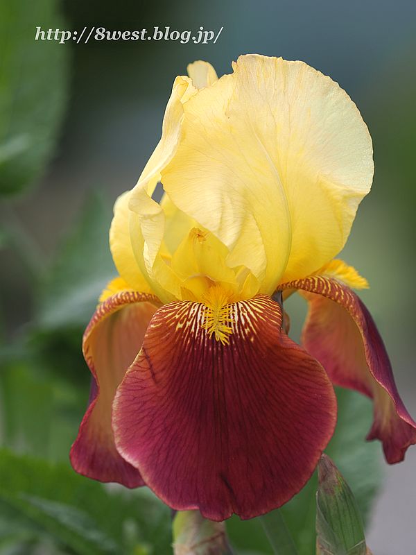 ジャーマンアイリス6