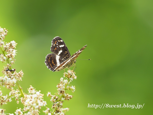 サカハチチョウ1