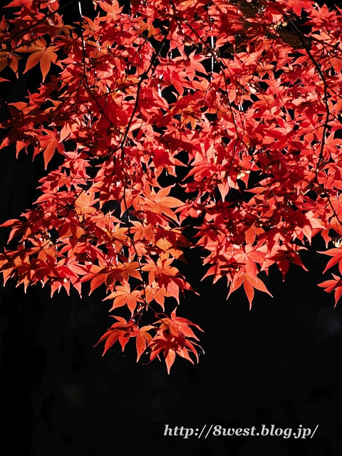 一行寺楓18