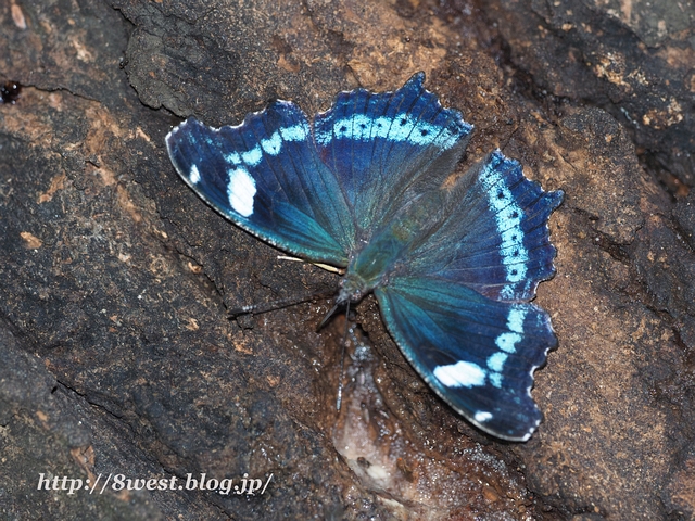 ルリタテハ1