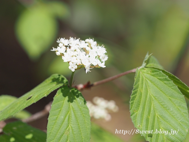 コバノガマズミ2