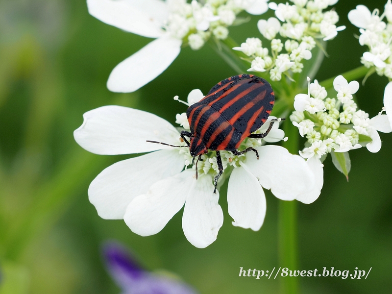 アカスジカメムシ