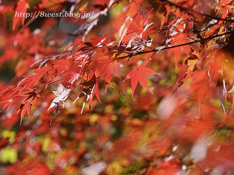 紅葉4
