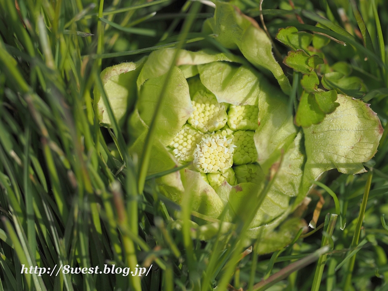 蕗の薹