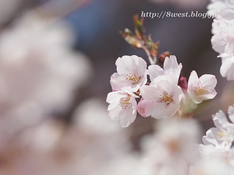 桜34
