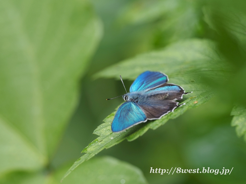 ジョウザンミドリシジミ12