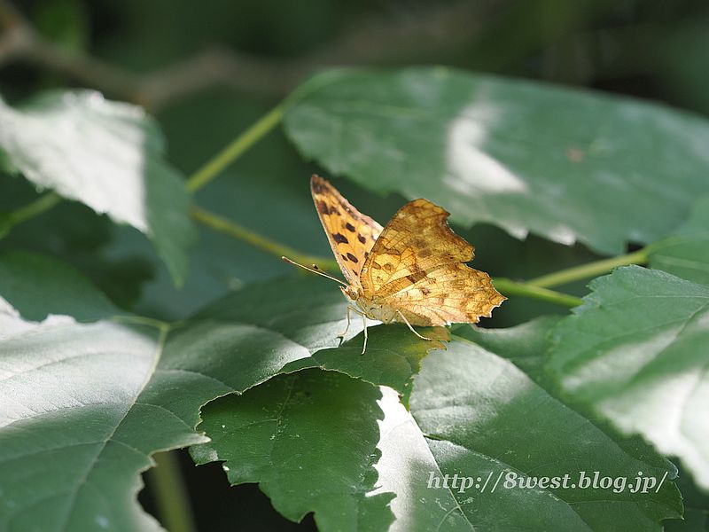 キタテハ1