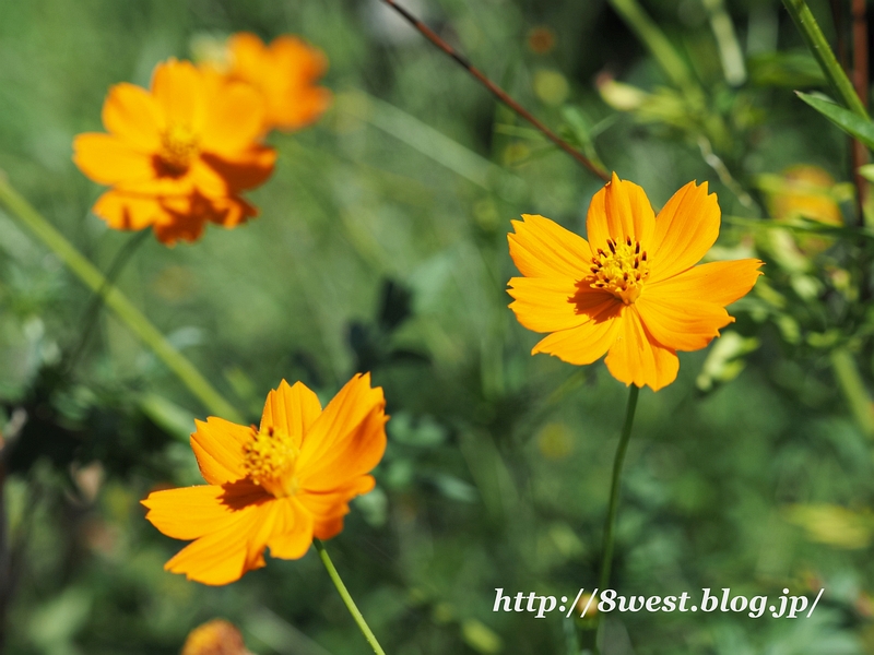 キバナコスモス3