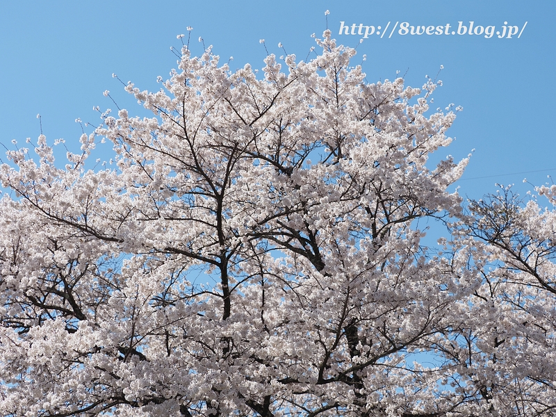 桜24