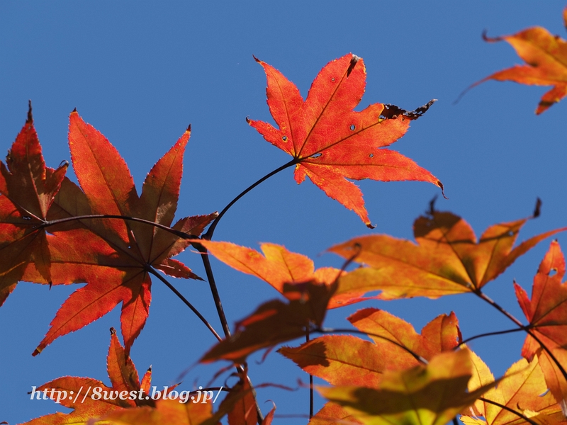 紅葉1